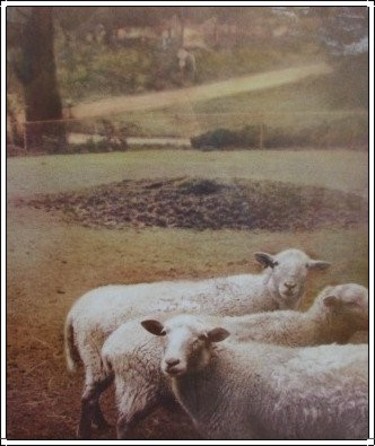 Sheep_pic_1