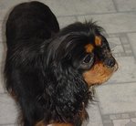 Libby