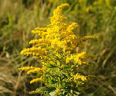 Goldenrod