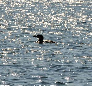 Loon oin the lake.1jpg
