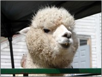 Alpaca_smile_2 Alpaca_smile_2