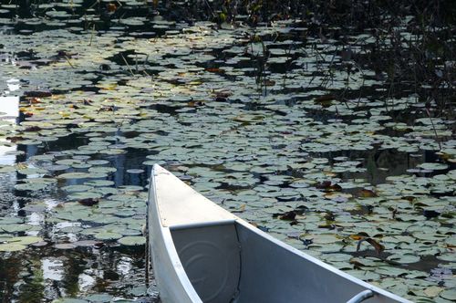 Lilypads
