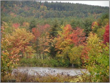 Rainy_foliage_2 Rainy_foliage_2
