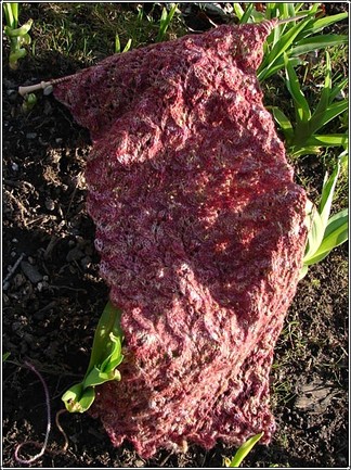 Boing_growing Boing_growing