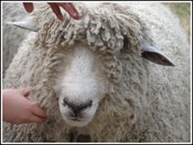 Sheep_hands