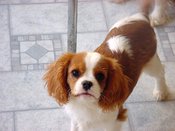 Dora5mo