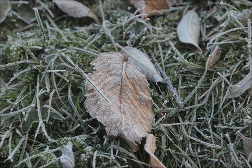 Frostyleaf