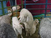Goats