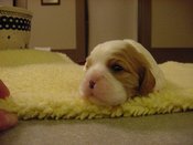 Bigboy2wk2_2