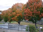 Rhinefoliage1_1