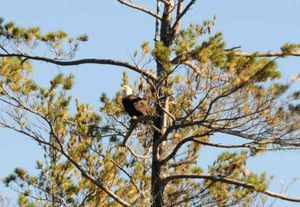 Bald Eagle
