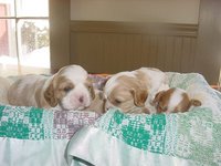 Pup3wkr