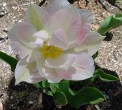 Tulip_1