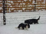 Dogsnow_3