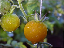 Sun_gold_tomatoes Sun_gold_tomatoes