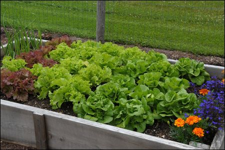 Lettuce bed