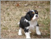 8wk_tommy_yard