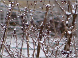 Snowy_branches Snowy_branches