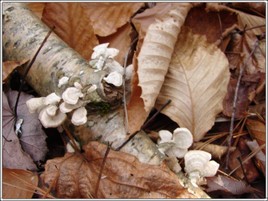 Small_mushrooms_5