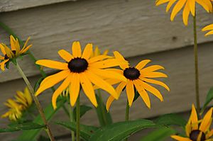 Black eyed susans