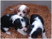 5wkboys_litterbox_1