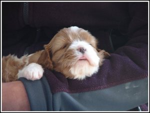 Boo_sleep