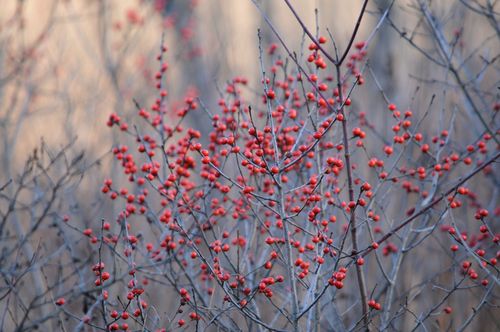 Winterberries