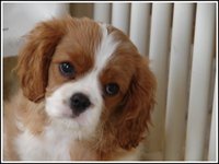 10week_bibbity2 10week_bibbity2