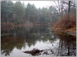 Pond_full_picture_2