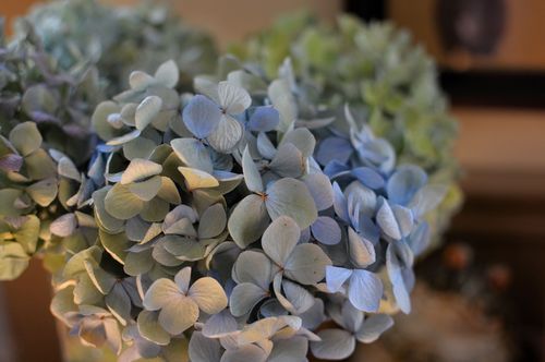 Hydrangea