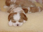 4wksleepbb