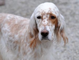 Maggie_head_shot_small