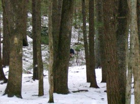 Winter_trees Winter_trees