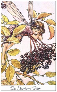 Elderberry_fairy_1