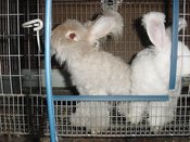 Bunsjoined