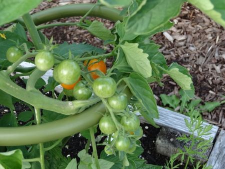 Midsummersungold Midsummersungold