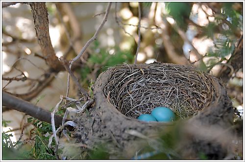 Robin Nest