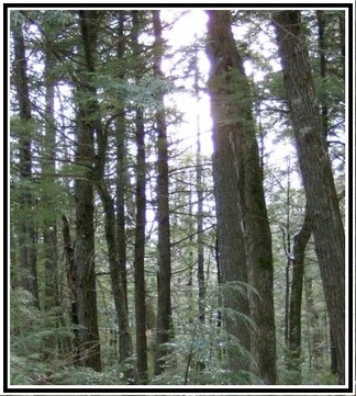 Jackson_trees Jackson_trees