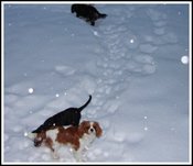Dogsnow_4