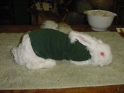 Bunincoat
