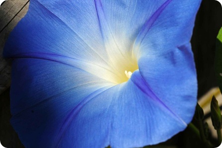 Morning Glorry_small