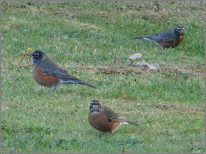 Robins_close_up Robins_close_up