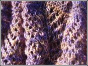Purplecloseup