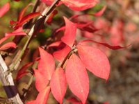 Redleave_1