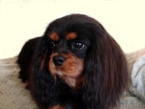 Kali10mos1 Kali10mos1