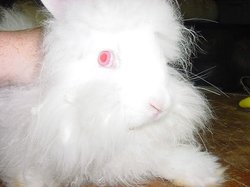 Puffdandy3