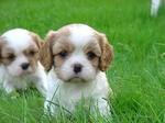 5wkpups1