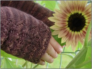 Mitts_sunflower_3 Mitts_sunflower_3