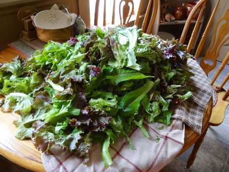 Heapoflettuce Heapoflettuce