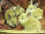 4bonbuns_2